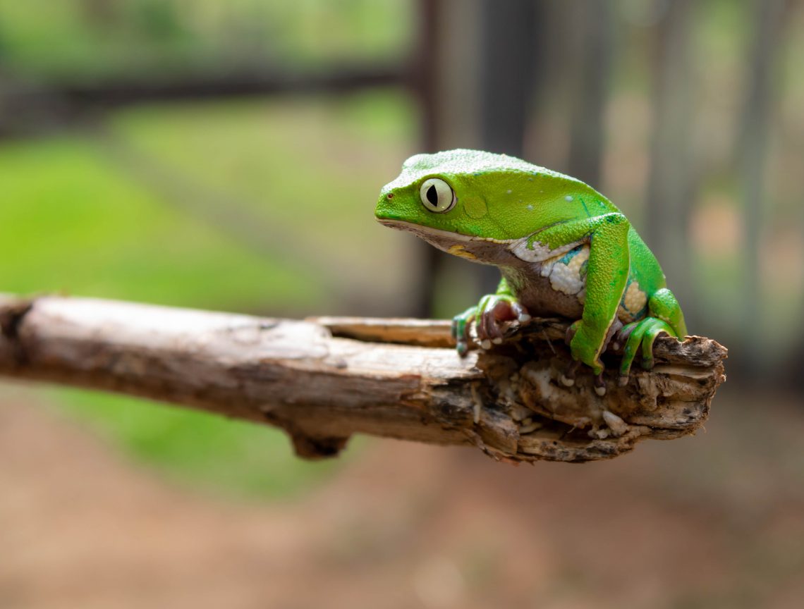 Frog Appearance